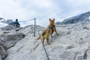 Mikkis erster Klettersteig, der Gamssteig. Ein echter Klettersteig ist es natürlich nicht, seine Sicherung wäre auch etwas ungewöhnlich