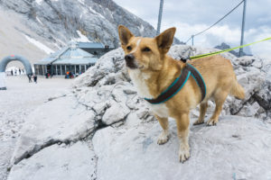 Trotzdem ist er sehr stoz auf seinen ersten Klettersteig-Erfolg!