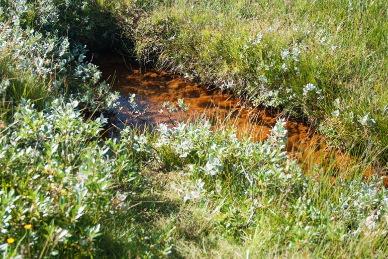 In der Moorlandschaft: Ein kleiner Tümpel mit klarem, aber rostrotem Wasser