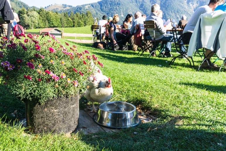 Die Hühner laufen zwischen den Tischen und Stühlen durch den Garten