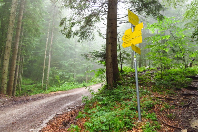 Am Abzweig. Wir bleiben auf dem breiten Forstweg