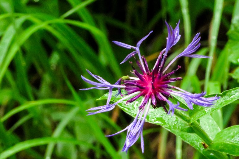 Eine Bergflockenblume