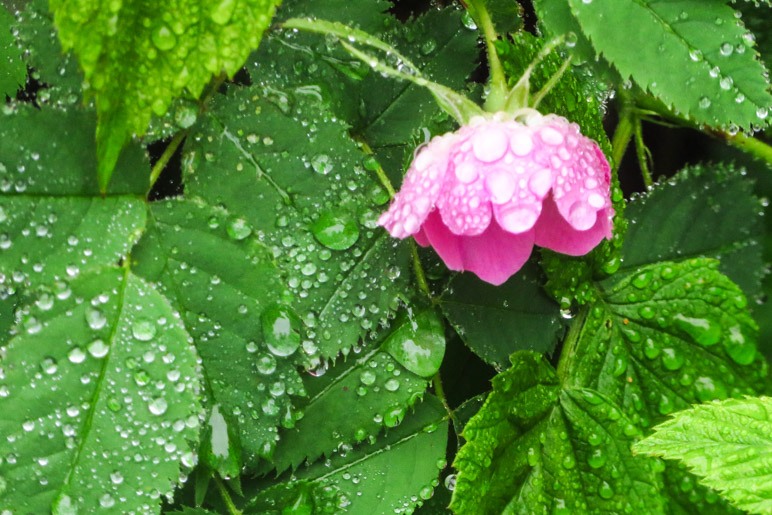 Eine kleine Blüte voller Regentropfen