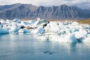 Robben im Jökulsárlón