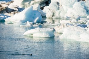 Eine Robbe vor den Eisbergen