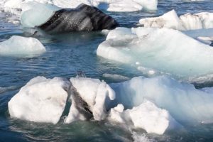 Auch auf dem Jökulsárlón sehen wir wieder von Vulkanasche schwarz gefärbtes Eis