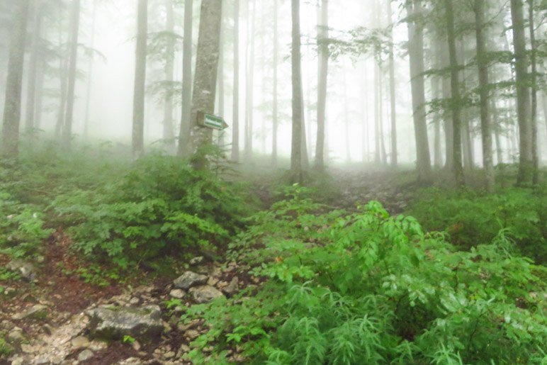 Ein letztes Stück geht es durch den Nebelwald, bevor wir die Raineralm erreichen