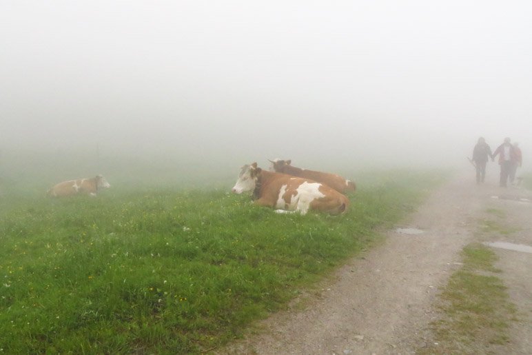 Heute bleiben sie neben dem Weg auf der Wiese: Die Kühe der Raineralm