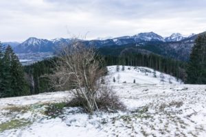 Hollerbusch und Alpenblick