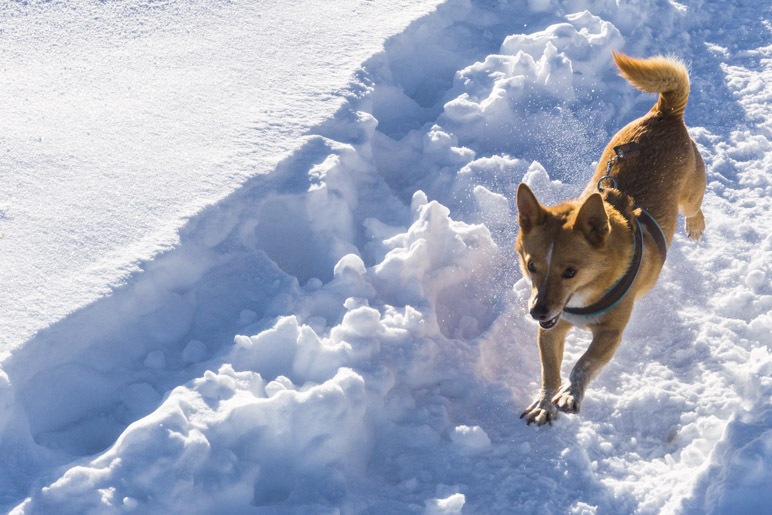 Hundespass im Schnee