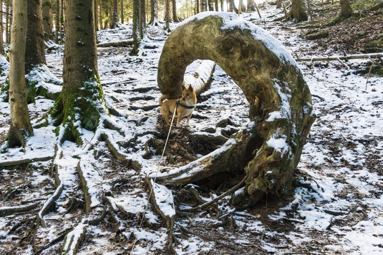 Ein schön rund gebogener Baumstamm liegt im Wlad