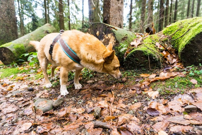 Im Wald riecht es überall interessant