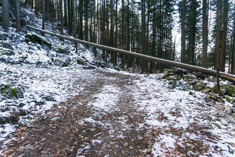 Unter einem ungestürzten Baum hindurch folgen wir dem Wegweiser auf den schmalen Pfad