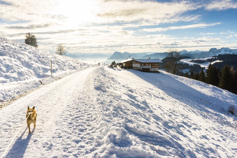 Zurück zur Wildbichler-Alm