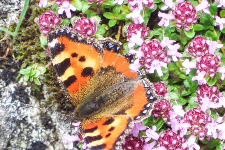 Schmetterling Kleiner Fuchs auf einer Blumenwiesen am Breitenstein