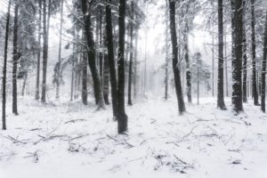 Winterwald