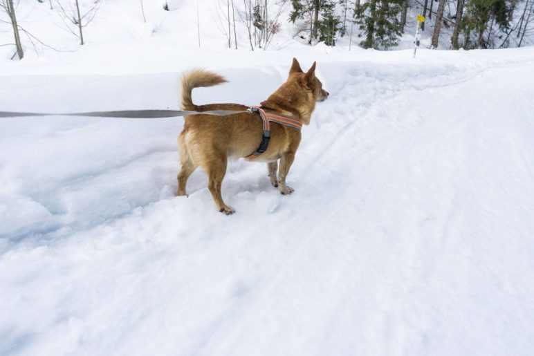 Berghund Mikki auf dem Weg bergauf zur Hütte