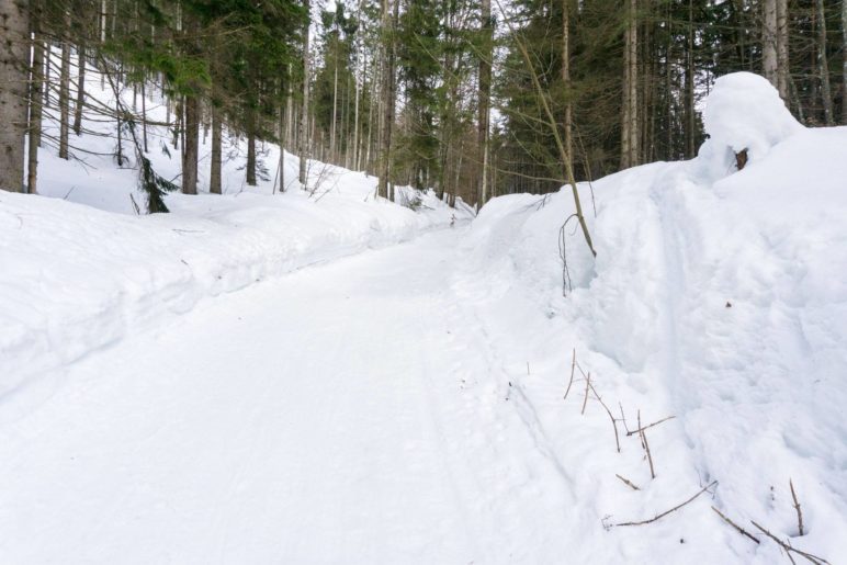 Aufstieg durch den Wald auf der Rodelbahn