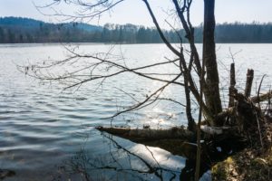 Der Tüttensee im Gegenlicht