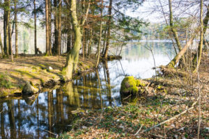 Ufer am Abfluß des Tüttensees