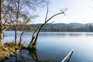 Der kleine Tüttensee im Cheimgau ist ganz von Wald umgeben