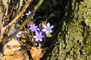 Leberblümchen am Rand des Tüttensees