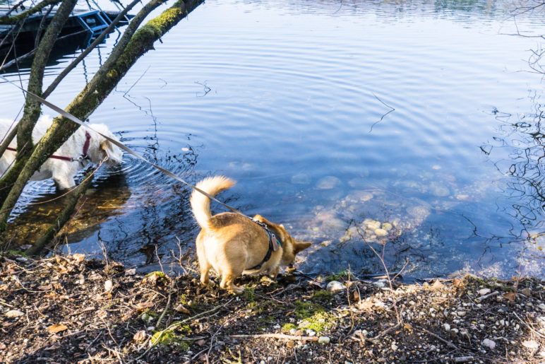 Wenn man Durst hat, ist der Tüttensee ein großer Trinknapf