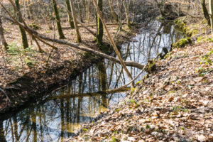 Der Zufluß des Tüttensees am Ostufer