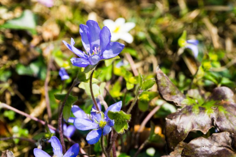 Es ist Frühling geworden im Voralpenland