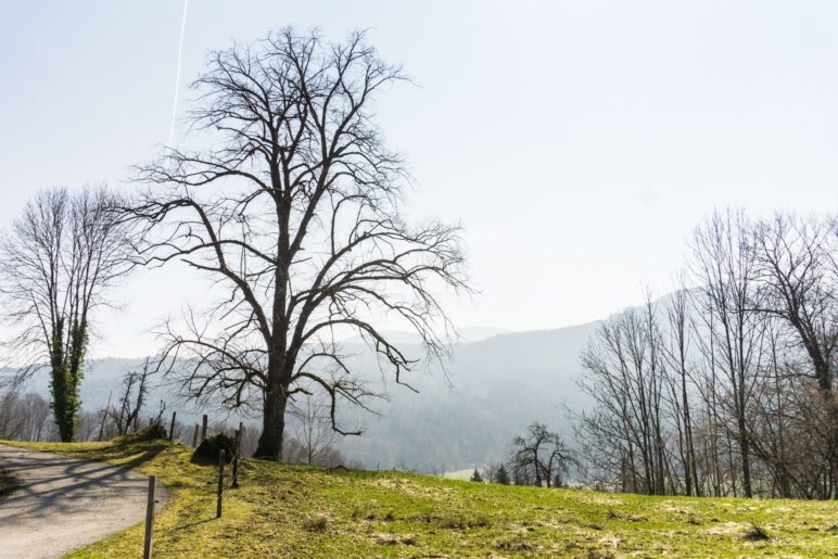 Auf dem Sonnleitenweg