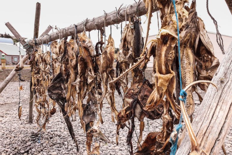 Fischtrocknung im Hafen von Hvammstangi