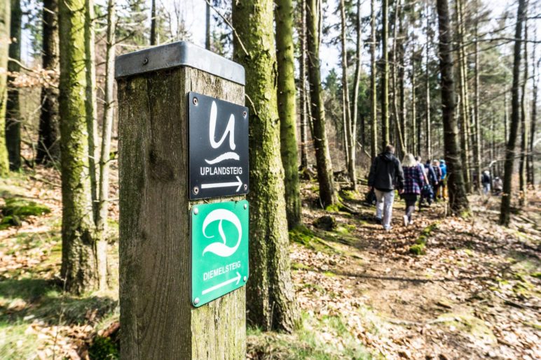 Hier verlaufen Uplandsteig und Diemelsteig ein Stück gemeinsam