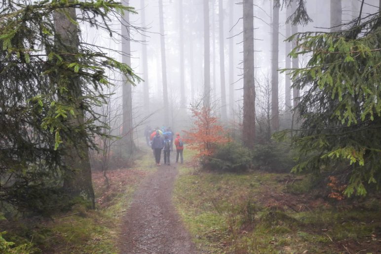 Wanderung durch den Nebelwald zur Graf-Stolberg-Hütte