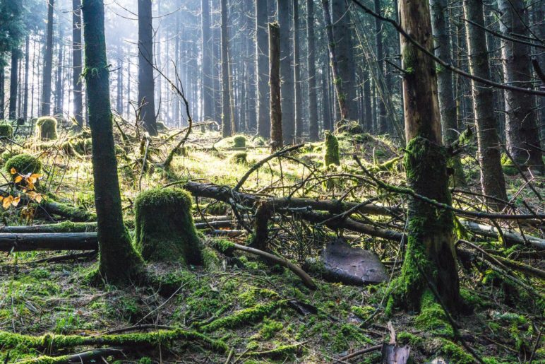 Im wilden sauerländer Wald