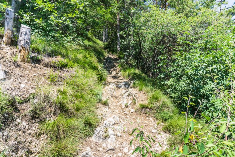 Auf dem Weg durch den Wald