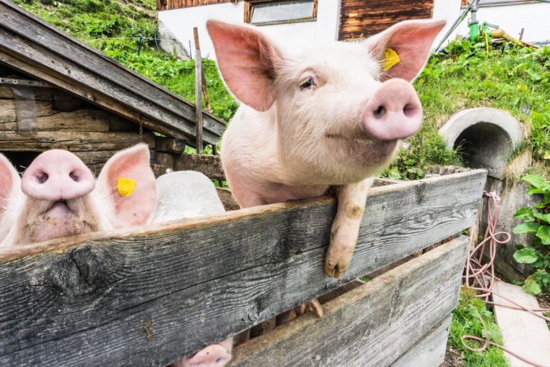 Neugierige Schweinchen auf der Dalfazalm