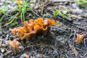 Orange Pilze wachsen auf einem halb verwitterten Holzsteg