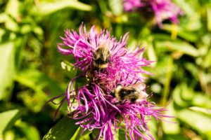 Hummeln auf den Blumen entlang des Weges zum Kruezeck