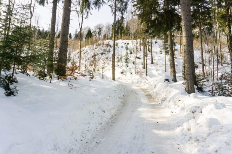 Aufstieg im Wald