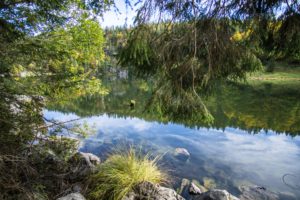Der Bergwald spiegelt sich im Taubensee