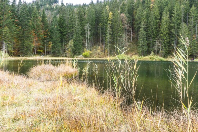 Bichlersee-Ufer