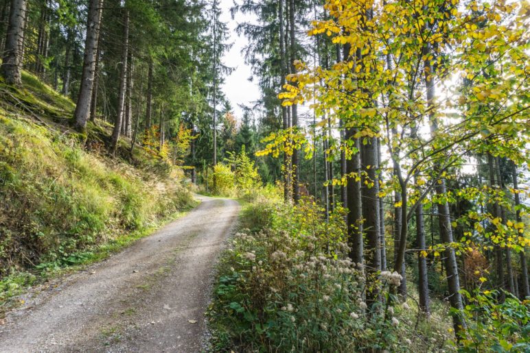 Die ersten Höhenmeter im Wald verlaufen auf der Forststraße