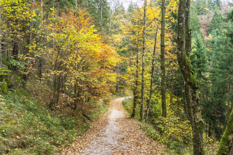 Wanderung durch den Herbstwald