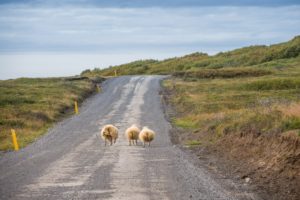 Schafe haben Vorfahrt. Auch wenn sie mittig über die 864 trotten