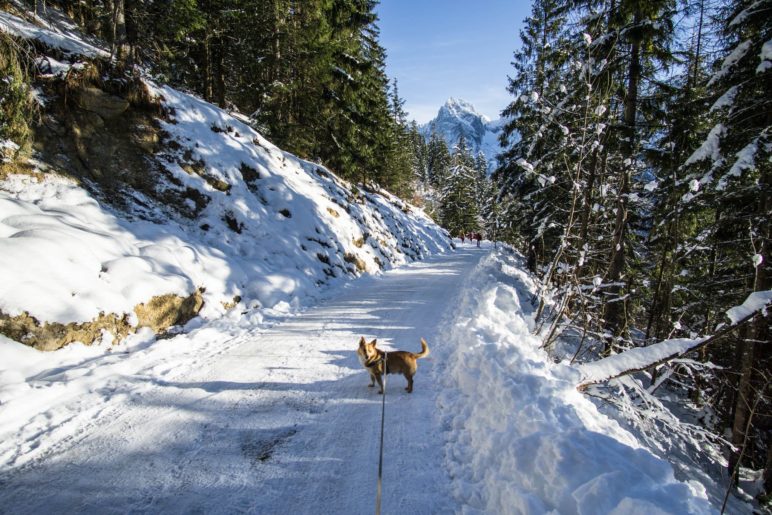 Bergab mit Bergblick auf dem breiten Fahrweg