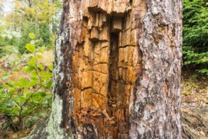 Auf dem Rachel lässt sich Holz in allen Zerfallsstufen finden