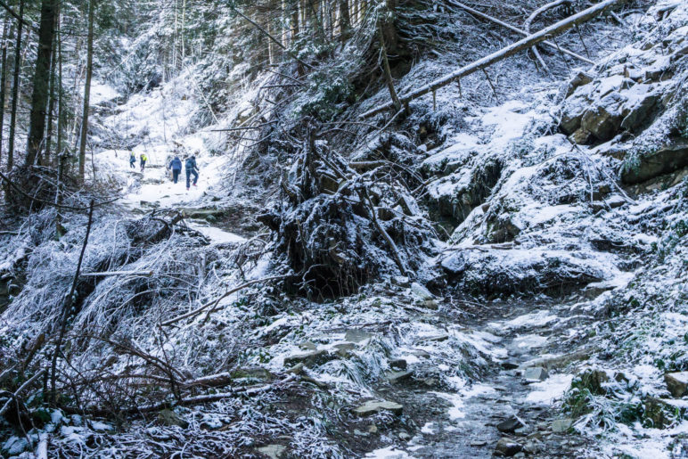 Ein Wurzelballen liegt mitten auf dem Wanderweg, ist aber gut zu umsteigen