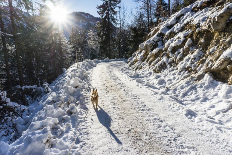 Der Sonne entgegen - es werden die letzten Sonnenstrahlen des Tages sein