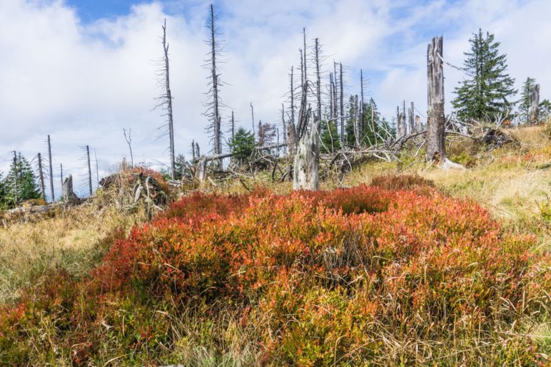 Vor dem Waldschmidthaus leuchtet das flache Gebüsch orangerot