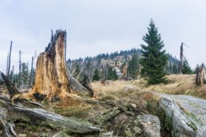 Im Hintergrund sieht man schon das Waldschmidthaus